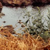  MOGL1997fwc