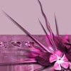  blackrose