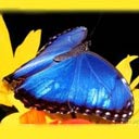  fantasia