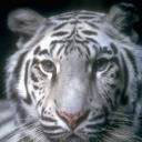  leader