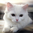  samson